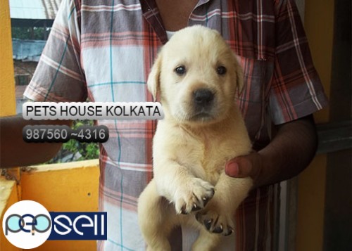 Imported Quality LABRADOR Dogs Available At ~PETS HOUSE KOLKATA 5 