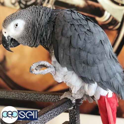 African Grey parrots for sale 0 