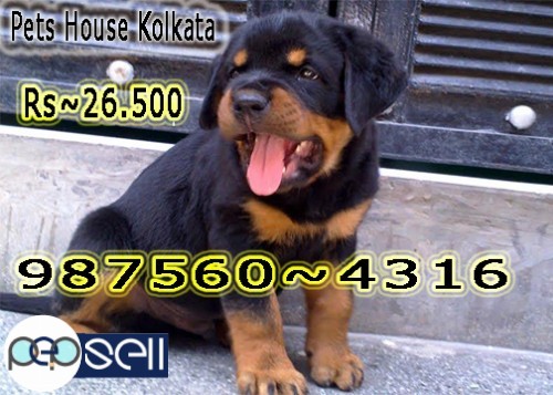 Imported Quality ROT WAILER Dogs Available At ~ IMPHAL 0 