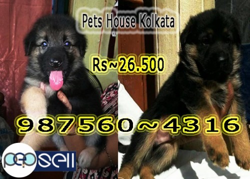 Imported Quality ROT WAILER Dogs Available At ~ IMPHAL 1 