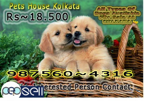 Show Quality GOLDEN RETRIEVER Dogs available At ~ BURDWAN 0 