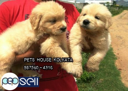 Show Quality GOLDEN RETRIEVER Dogs available At ~ BURDWAN 4 
