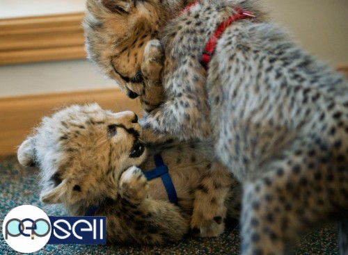  Adorable Cheetah Cubs|Lion Cubs|Tiger Cubs For Sale whatsapp : +12486625079 1 