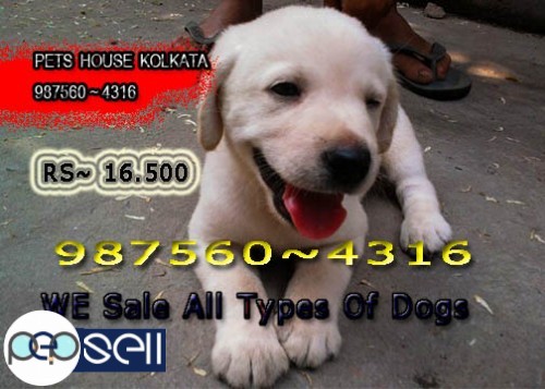 KCI Registered Top Pedigree LABRADOR Dogs available At ~ SILIGURI 3 