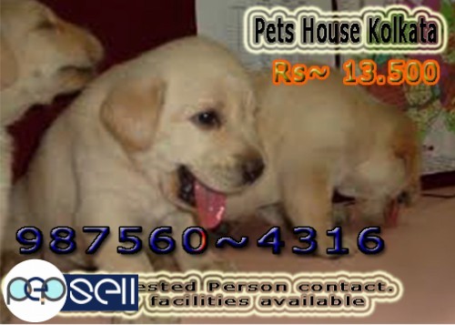 Show Quality LABRADOR Dogs available At ~ PETS HOUSE KOLKATA 0 