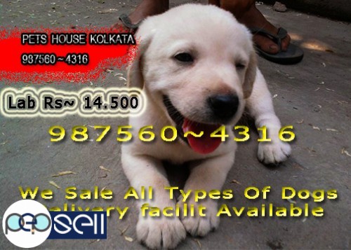 Show Quality LABRADOR Dogs available At ~ PETS HOUSE KOLKATA 3 