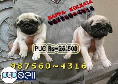 KCI Registered Show Quality PUG Dogs available At ~ PETS HOUSE KOLKATA 0 