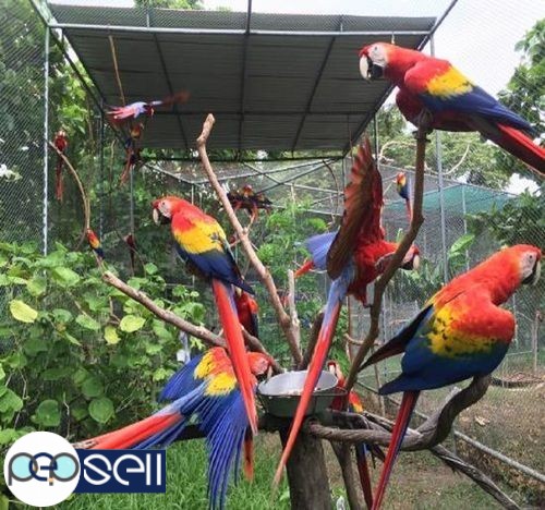 AFRICAN GREY PARROTS, COCKATOO, MACAWS, AMAZON PARROTS AVAILABLE FOR SALE 1 