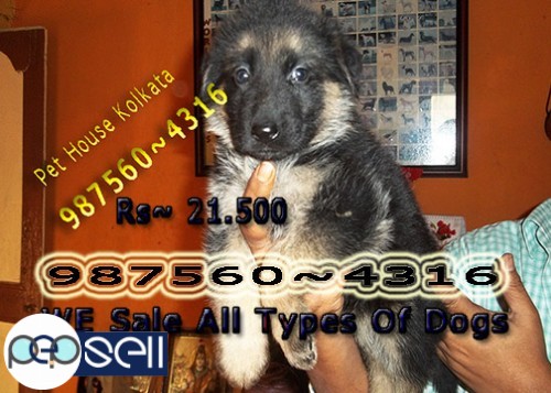 Show Quality GERMAN SHEPHERD Dogs available At SILIGURI 0 