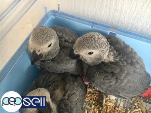 African Grey Parrots Babies,Adult and Bonded Pairs for sale and for adoption 0 