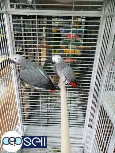 African Grey Parrots Babies,Adult and Bonded Pairs for sale and for adoption 2 