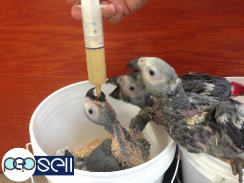 African Grey Parrots Babies,Adult and Bonded Pairs for sale and for adoption 3 