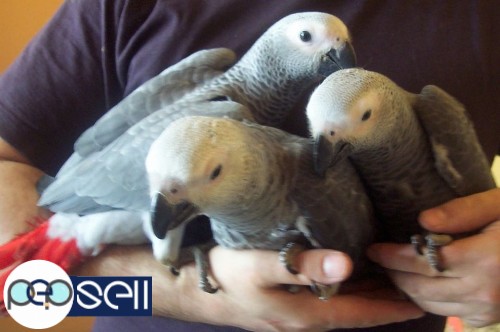 African Grey Parrots Babies,Adult and Bonded Pairs for sale and for adoption 4 