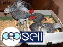 African Grey Parrots Babies,Adult and Bonded Pairs for sale and for adoption 5 