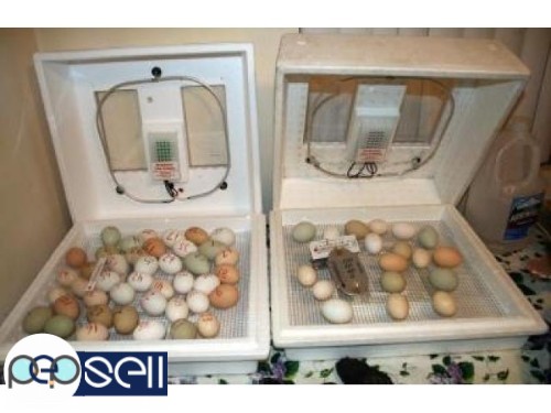 Fertile Fresh Baby Parrots Eggs And Babies Parrots For Sale 0 