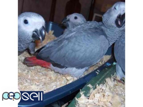 Fertile Fresh Baby Parrots Eggs And Babies Parrots For Sale 4 