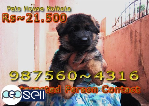 KCI Registered Show Quality GERMAN SHEPHERD dogs available At ~ ASANSOL 0 