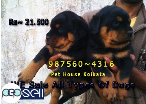 Show Quality GERMAN SHEPHERD Puppies for sale at ~ KOLKATA 3 