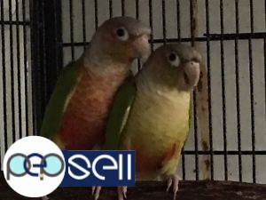 Red Factor Pineapple Conure Pair, Blue Green Cheek Conure Pair & Yellow sided Conure pair  0 