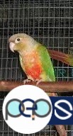 Red Factor Pineapple Conure Pair, Blue Green Cheek Conure Pair & Yellow sided Conure pair  1 