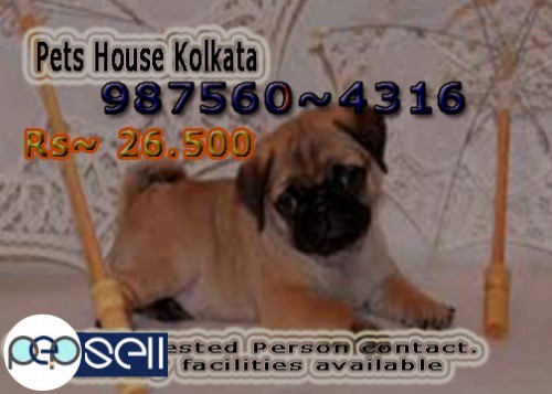 KCI Registred Top Quality GOLDEN RETRIEVER Dogs available At ~ SILIGURI 5 
