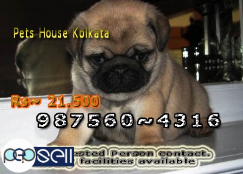 Imported line Up Show Quaity PUG Dogs available At ~ siliguri PETS HOUSE KOLKATA 0 