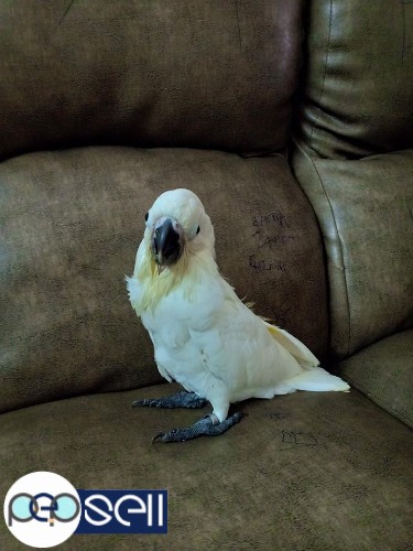 Umbrella cockatoo, 75 days old for sale 0 