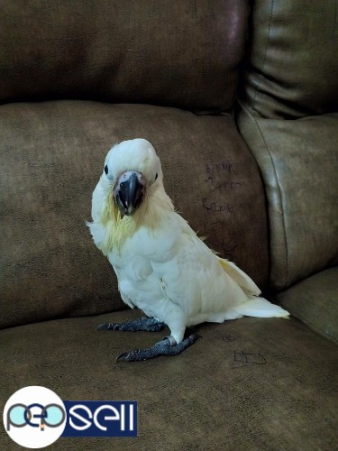 Umbrella cockatoo, 75 days old for sale 2 