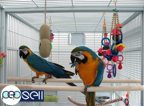 BLUE AND GOLD MACAWS, SCARLET MACAW, HYACINTH MACAWS FOR SALE 0 