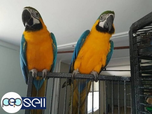 BLUE AND GOLD MACAWS, SCARLET MACAW, HYACINTH MACAWS FOR SALE 1 