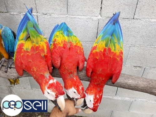 BLUE AND GOLD MACAWS, SCARLET MACAW, HYACINTH MACAWS FOR SALE 2 