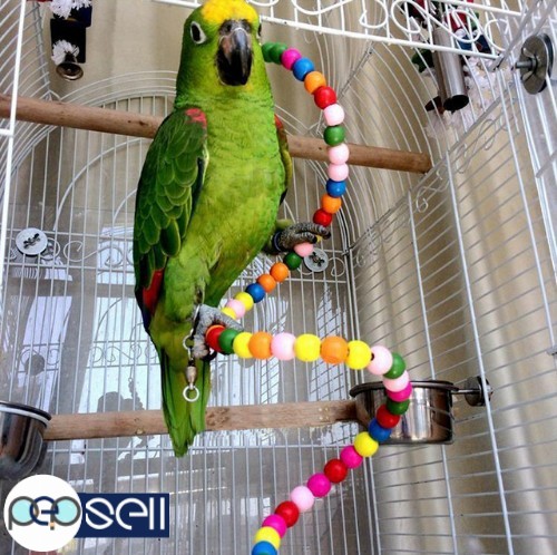 WEANED AND HEALTHY AMAZON PARROTS,MACAWS AND COCKATOOS AVAILABLE  0 
