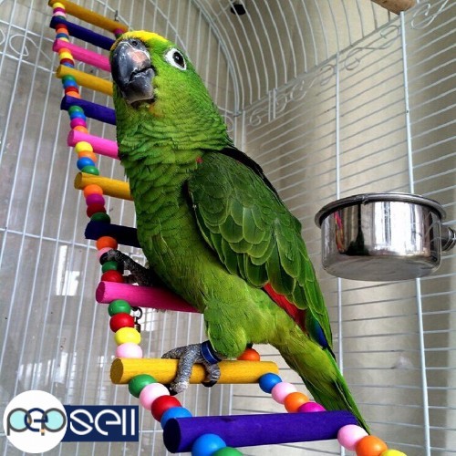 WEANED AND HEALTHY AMAZON PARROTS,MACAWS AND COCKATOOS AVAILABLE  1 