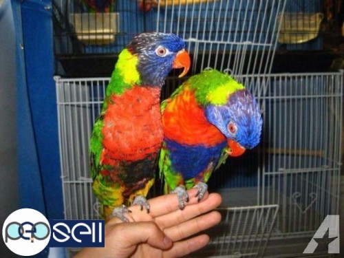 TAMED AND FRIENDLY LORIKEETS AND PARAKEET PARROTS FOR SALE 0 