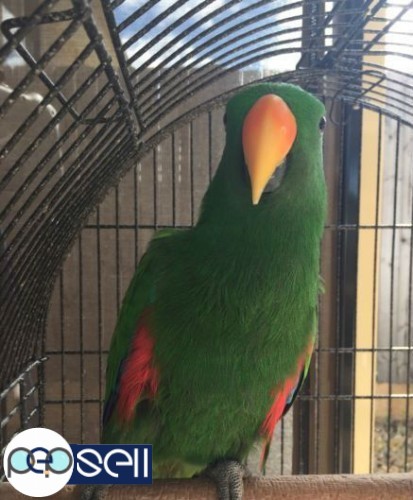 TAMED AND FRIENDLY LORIKEETS AND PARAKEET PARROTS FOR SALE 1 