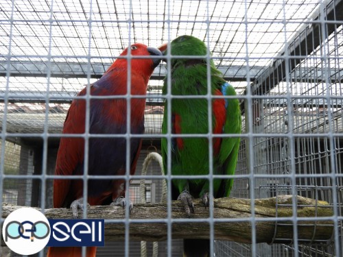 TAMED AND FRIENDLY LORIKEETS AND PARAKEET PARROTS FOR SALE 2 