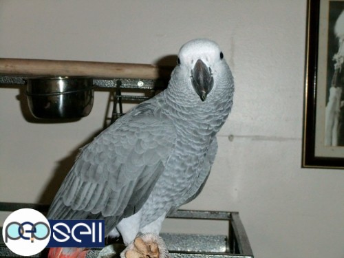 We have Parrot for Sale in germany, blue and gold macaws on offer at an affordable rate since we now have a full farm of macaw breeders giving fertile 2 