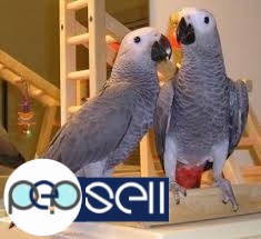 We have Parrot for Sale in germany, blue and gold macaws on offer at an affordable rate since we now have a full farm of macaw breeders giving fertile 3 
