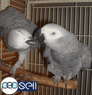 We have Parrot for Sale in germany, blue and gold macaws on offer at an affordable rate since we now have a full farm of macaw breeders giving fertile 4 