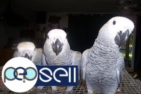 We have Parrot for Sale in germany, blue and gold macaws on offer at an affordable rate since we now have a full farm of macaw breeders giving fertile 5 