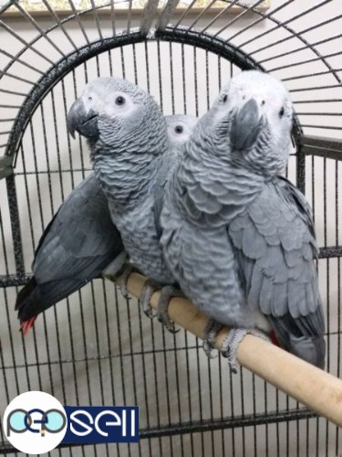 WE ARE PARROT BREEDERS OF HIGH QUALITY TALKATIVE BREEDS AND HAVE AVAILABLE THE FOLLOWING PARROT AND 0 