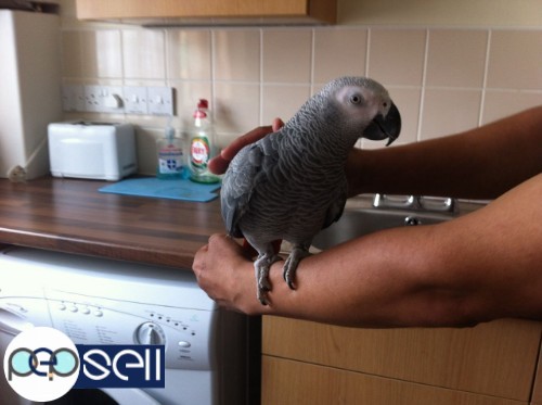 WE ARE PARROT BREEDERS OF HIGH QUALITY TALKATIVE BREEDS AND HAVE AVAILABLE THE FOLLOWING PARROT AND 1 
