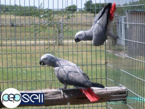 WE ARE PARROT BREEDERS OF HIGH QUALITY TALKATIVE BREEDS AND HAVE AVAILABLE THE FOLLOWING PARROT AND 2 