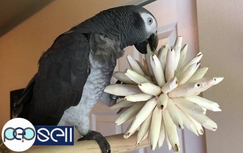African Grey parrots for adoption 0 