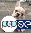 lovely akc register french bull puppies for Sale now  0 