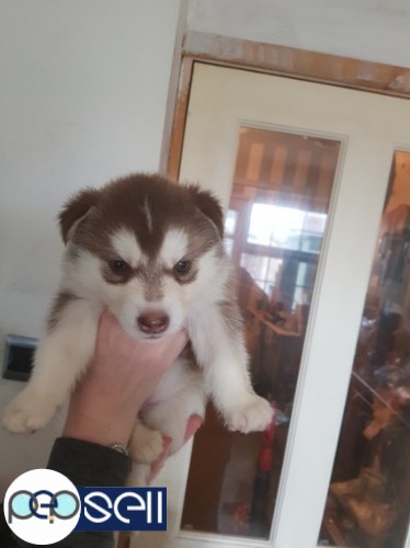 Home Siberian Husky Puppies for Sale 0 