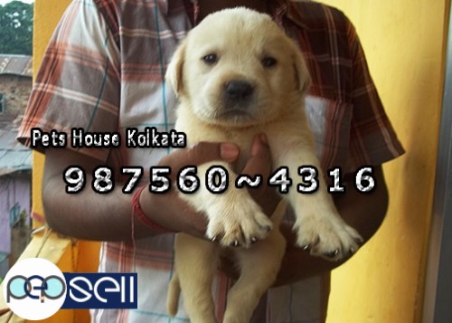 Show Quality LABRADOR Dogs For sale at ~ PETS HOUSE KOLKATA 0 
