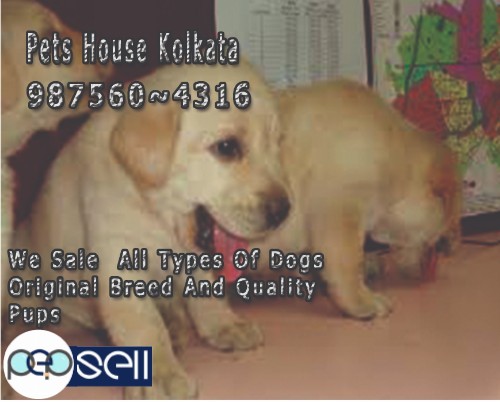 Show Quality LABRADOR Dogs For sale at ~ PETS HOUSE KOLKATA 1 