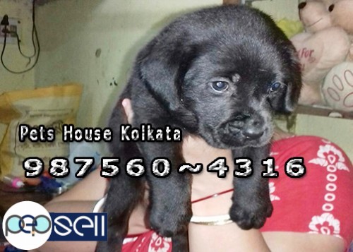 Show Quality LABRADOR Dogs For sale at ~ PETS HOUSE KOLKATA 3 