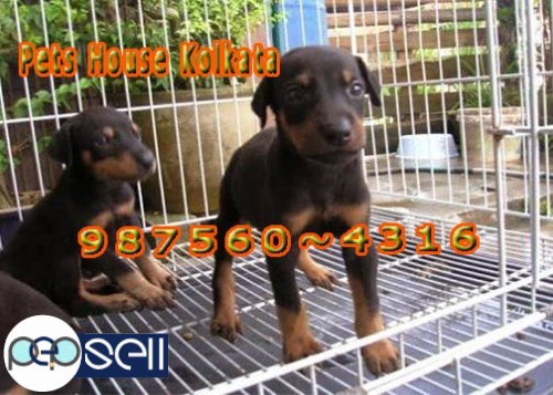 Champion Quality SAINT BERNARD Dogs sale at Imphal ~ PETS HOUSE KOLKATA 3 